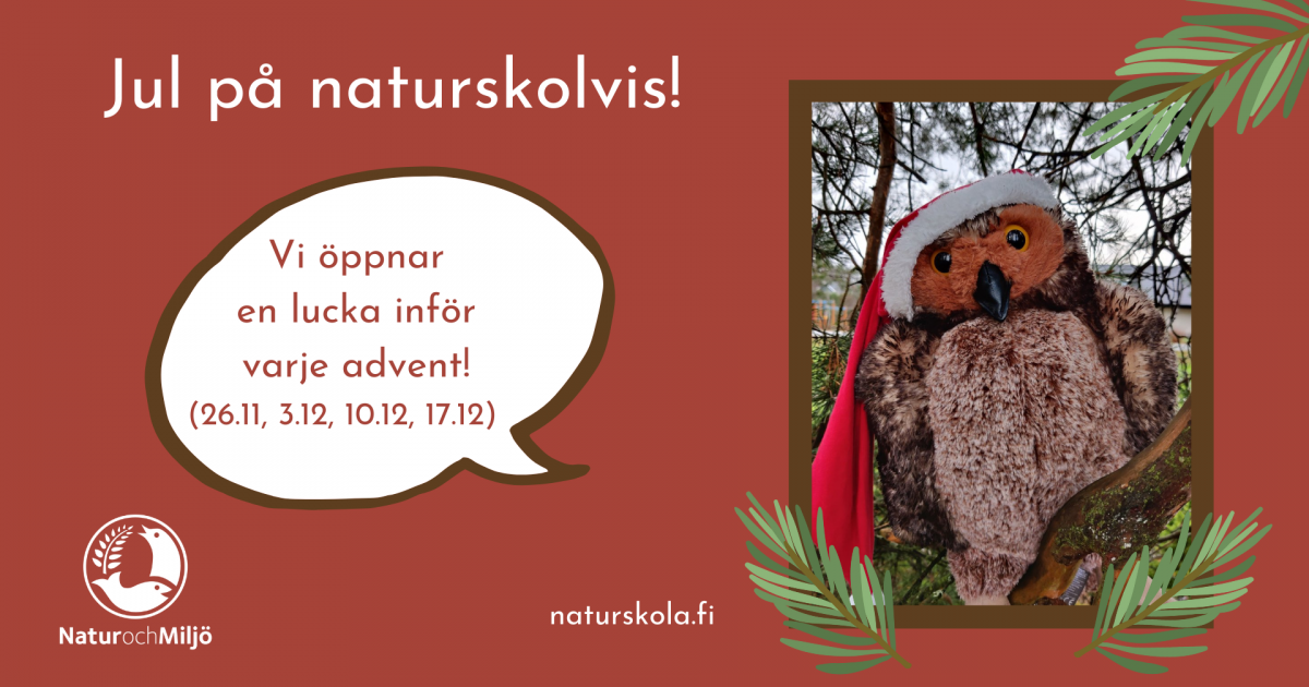 Följ med naturskolornas adventskalender var vi förbereder inför julen utomhus.