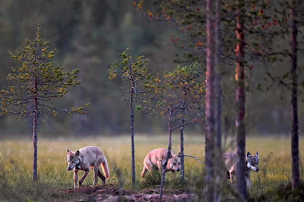 Foto: Craig Jones Wildlife Photography